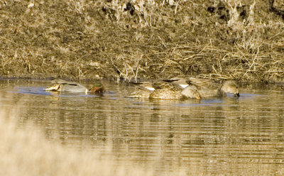 gadwall plus teal.jpg