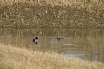 ring-necked-ducks-15.jpg