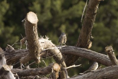 white-crowned-sparrow15.jpg