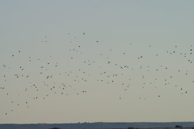 blackbird-flock-sunset-80.jpg