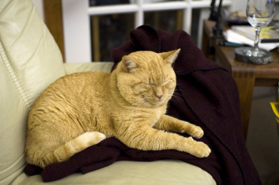 orange-cat-60.jpg