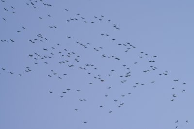 sandhill-cranes-80.jpg