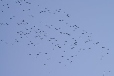 sandhill-cranes-80.jpg