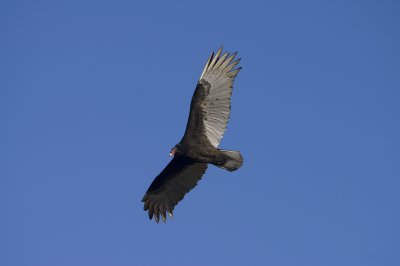 turkey-vulture-80.jpg