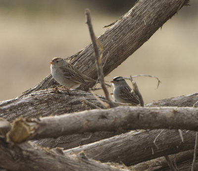 First year White Crowned Sparrows