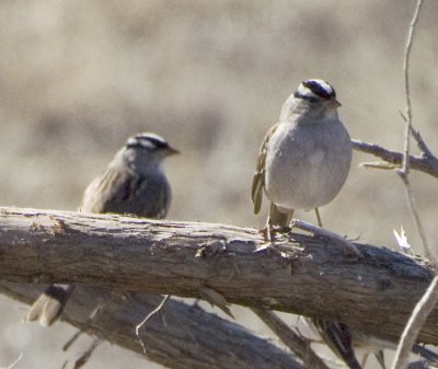 White Crowned Sparrow - possibly gambelli subspecies (right)