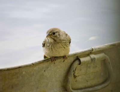 rufus crowned sparrow fledgling