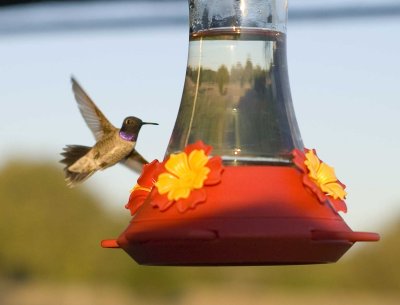 Black Chinned Hummingbird Male