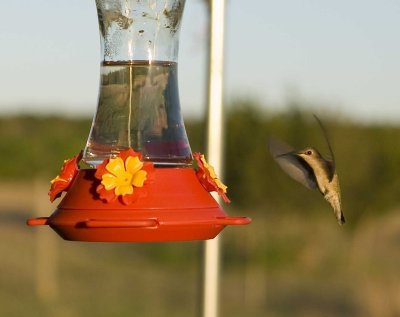 black chinned hummingbird female
