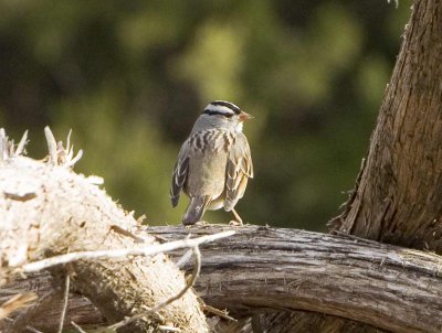 white-crowned.