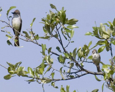 ash throated flycatcher with lark sparrow.jpg