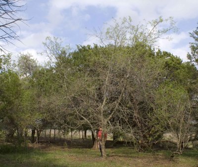 dwarf hackberry full tree
