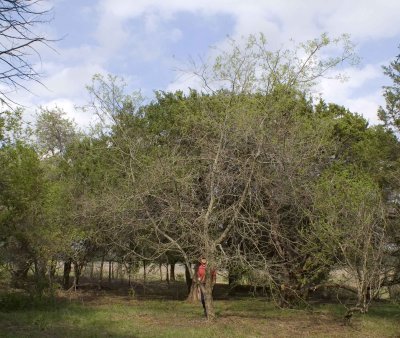 Texas State Champion Dwarf Hackberry