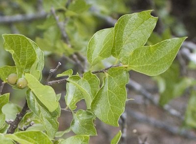 dwarf hackberry summer leaves and green fruit
