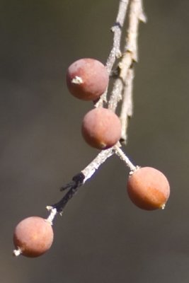 dwarf hackberry ripe fruit