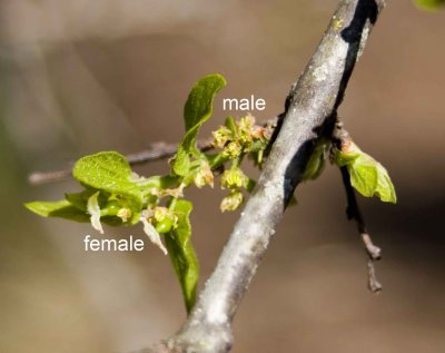 dwarf-hackberry-male and female flowers