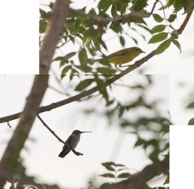 warbler hummer.jpg