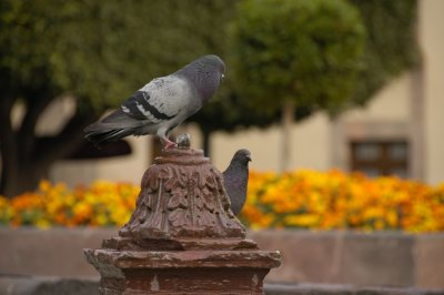 Queretaro_DSC9304.jpg