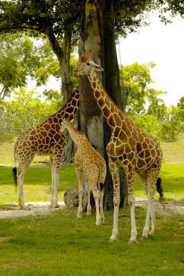 Miami Metrozoo