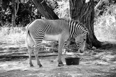 Miami Metrozoo