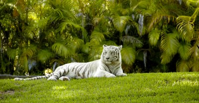 Miami Metrozoo