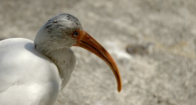 Miami Metrozoo