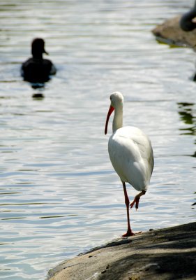 Miami Metrozoo