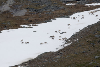 Porot lumella - Reindeers On Snow