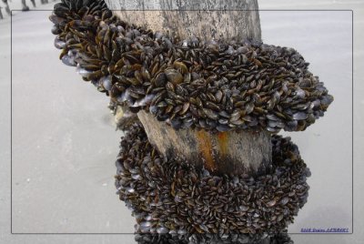 Mer Moules 006.jpg