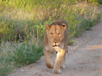 This is a male lion - fully grown.  Sometimes it's too hot here to grow manes