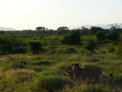 So, she goes into the tall grass, he follows.  We hear a very loud & long '''purrrrr''' and Daniel says 'wait for it guys....'