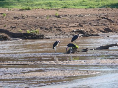 Maribou storks on the almost dry river bed