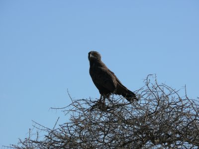 A snake eagle, later on in the safari we saw one with a snake in it's talons