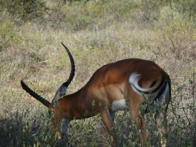 A close up of an impala