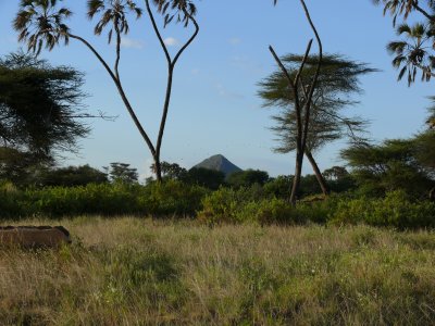 Samburu is very scenic - those are doum palms (found along the river)