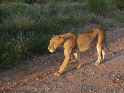 And what do we see right off the top on our morning game drive?  A female lion!!