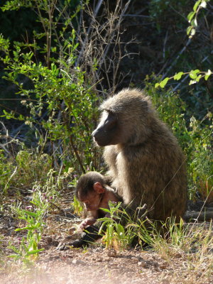 9. Samburu - An olive baboon and her baby