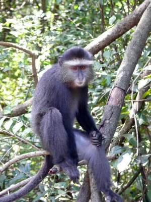 Sykes' Monkey.  These guys are plentiful as you come into Kichwa Tembo Camp.  They are not really purple though...
