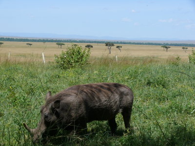 The resident warthogs here keep the grass short