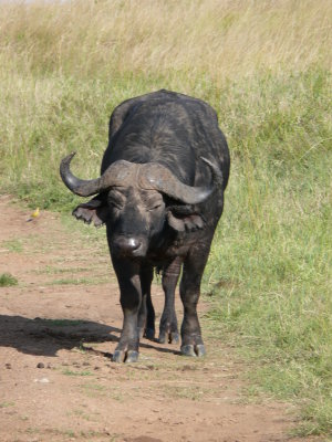 MY road!  This cape buffalo didn't want to move