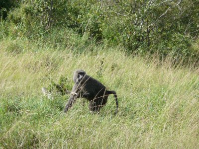 We came across a troop of baboons playing in the grass