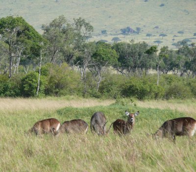 A topi, and some female waterbuck