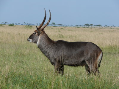 Defasa waterbuck.  These guys look like they should be in a colder climate