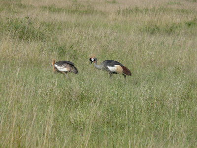 A pair of crowned cranes.  They actually don't come any other way....