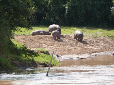 Oh look!  The hippos got out of the water in the meantime!