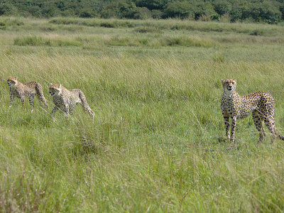 At 10:15, we stopped beside a cheetah mom with her three 8 1/2 mo old cubs.  For the full story on this, see separate gallery