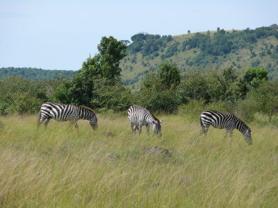 Across the road to the left was a crossing of zebra