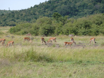 Just beyond the zebra was a herd of female impala, with one male at the head