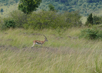 And, last, was a lone gazelle. Daniel thought the cheetah mom would go after the gazelle as it was all alone