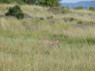 After about an hour, the zebra left.  Mom got up and very quietly changed positions,  positioning herself to give chase.